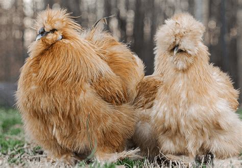 Facts You Might Not Know About Silkie Chickens Hobby Farms 59 OFF