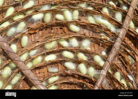 Silk Worm Cocoons In A Small Village In South India Stock Photo Alamy