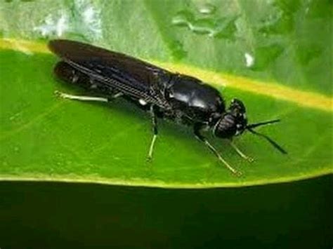 Jual Praandpupa Maggot Bsf Black Soldier Fly Lalat Tentara Hitam Di