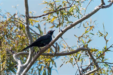 Vefarastari Metallic Starling Aplonis Metallica Flickr