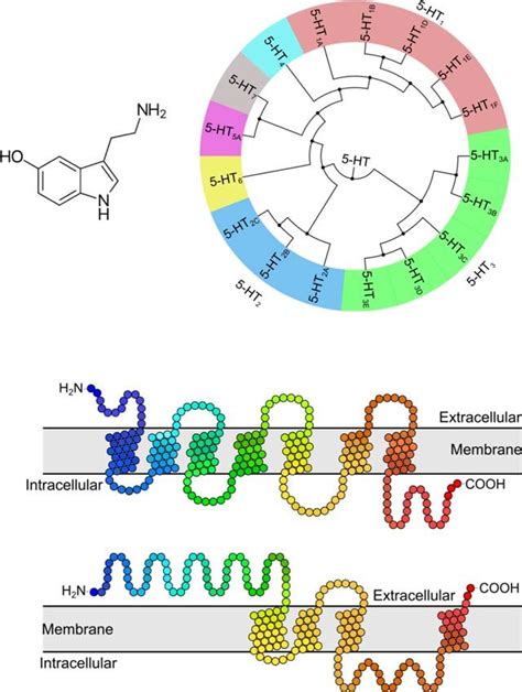 Classification And Molecular Architecture Of Human Serotonin Ht