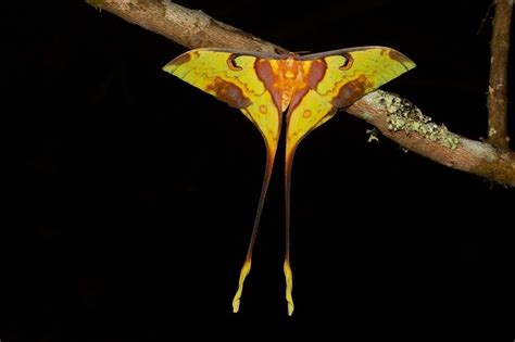 Malaysian Moon Moth From Fraser S Hill Pahang Malaysia On June 30