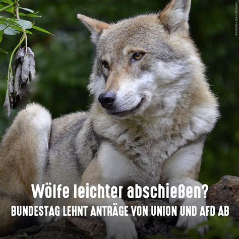 Tierschutzbund On Twitter Richtige Entscheidung Bei Den Antr Gen