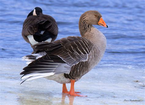 Oie cendrée Greylag goose Hawkesbury Février February Flickr