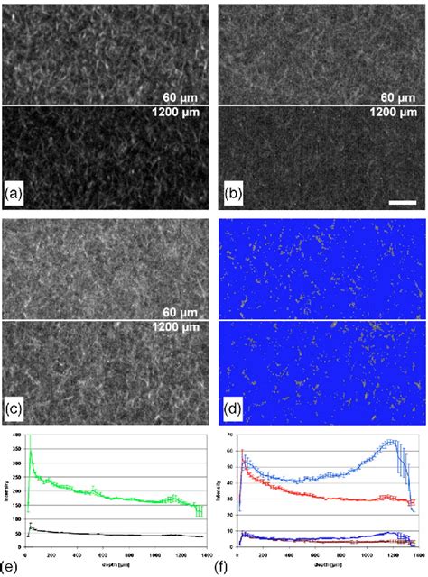 Figure From Signal Improvement In Multiphoton Microscopy By