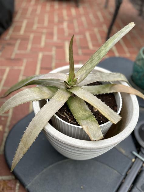 Aloe Plant Moved Outside Rplantclinic