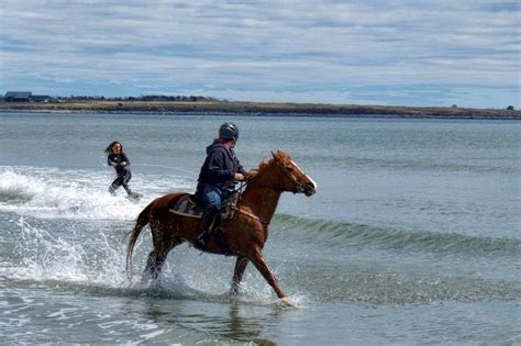 Weekly Watering Hole Presented By Horse Quencher Horse Surfing