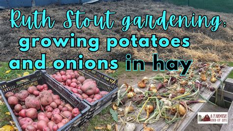 Growing Potatoes In Hay Ruth Stout Gardening A Farmish Kind Of Life