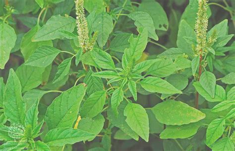 Mecanismo De A O Dos Herbicidas Inibidores Da Protox