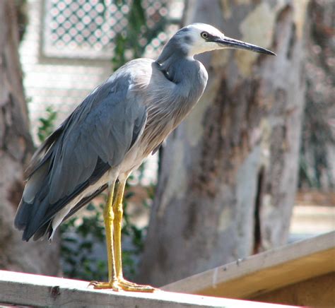 White Faced Heron - Trevor's Birding