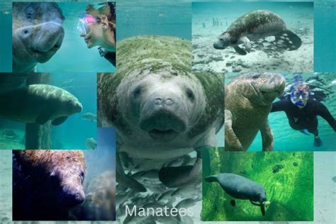 Are Manatees Dangerous ?: Here's What You Need to Know - NatureGeeky