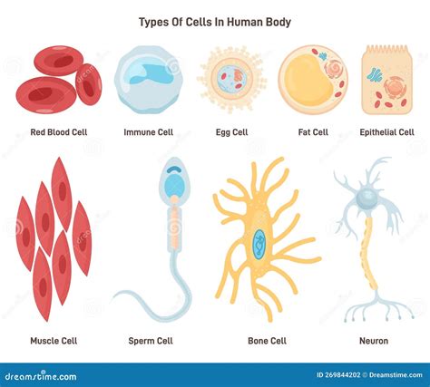 Types of Cells in Human Body. Labeled Inner Human Organ Tissue Part ...