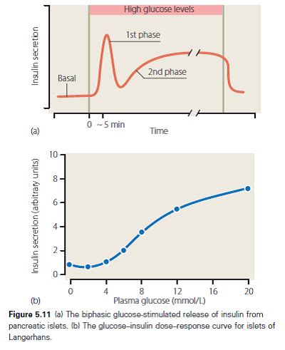 Handbook Of Diabetes Th Edition Excerpt Normal Physiology Of