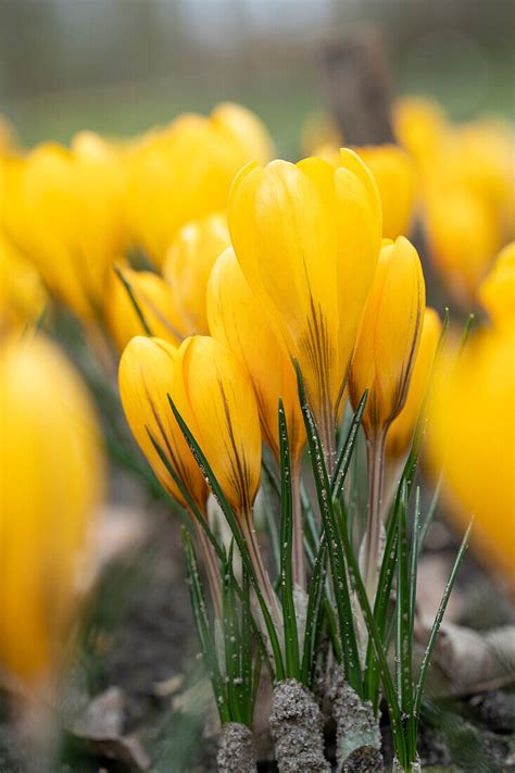 Fr Hlings Krokus Crocus Vernus Gelb Bild Kaufen