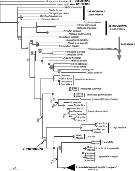 Phylogenetic Estimate Of Relationships Within The Dipsadinae And Among Download Scientific