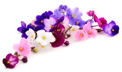 Fundo De Lindas Flores Violetas Foto Premium