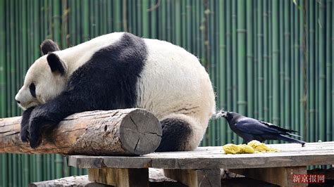 实拍：胆大包天！乌鸦为搭窝偷薅熊猫毛 乌鸦 熊猫 走红 新浪新闻