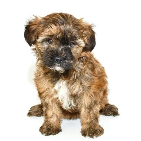 Beautiful Yorkiepoo Puppies For Sale Trustedpuppies