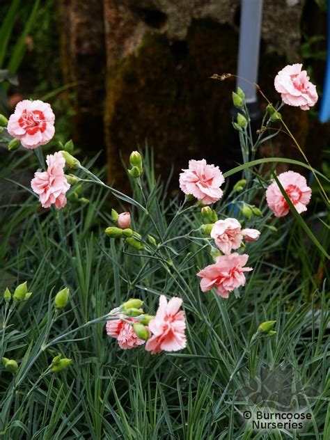 Dianthus Doris From Burncoose Nurseries