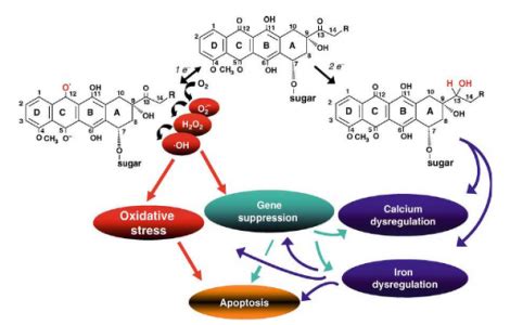 Anthracyclines - Antibiotic Drugs - AntiinfectiveMeds.com