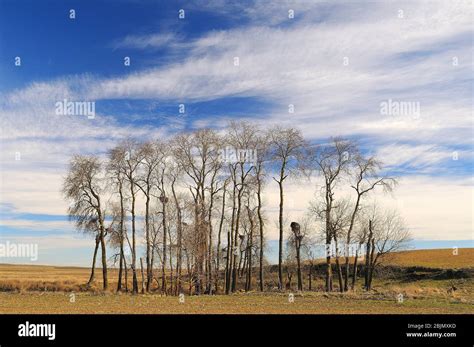 Pappeln im Winter Populus nigra Lagunas de Villafáfila