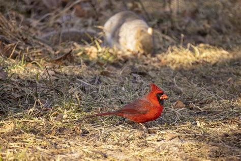 Cardenal Masculino Del Norte Sobre El Terreno Foto De Archivo Imagen