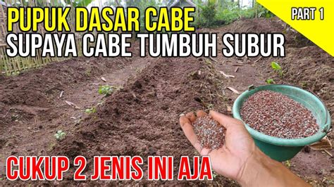 Ternyata Ini Pupuk Dasar Cabe Supaya Tumbuh Subur Dosis Pas