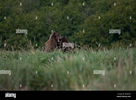 Grizzly bears fighting hi-res stock photography and images - Alamy