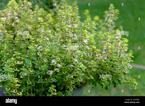 Yellow Lemon Thyme Golden Dwarf Thymus Citriodorus Stock Photo Alamy