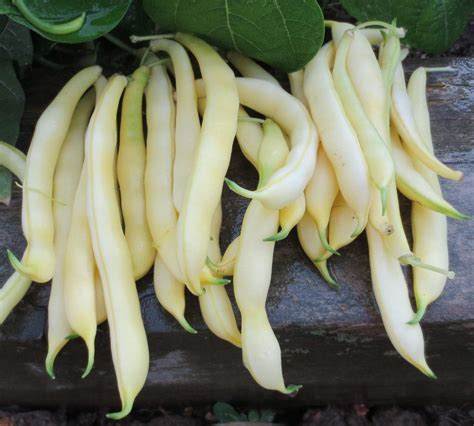 Golden Wax Bush Bean White Harvest Seed Company