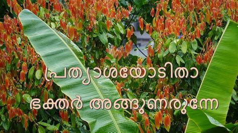 Kerala Nature Beauty Summer Rain And The Common Trees Enjoy Nature