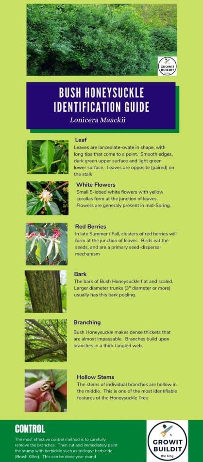Amur Honeysuckle Tree 101 Identification And Control Growit Buildit