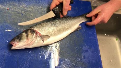 Scale Fillet And Pin Bone A Seabass Youtube