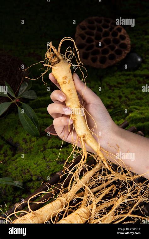 Fresh Ginseng Root The Amazing Health Benefits Of Ginseng You Need To