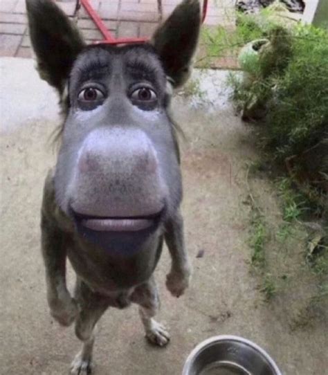 Pin on yesapps | Funny animal photos, Funny animals, Funny looking cats