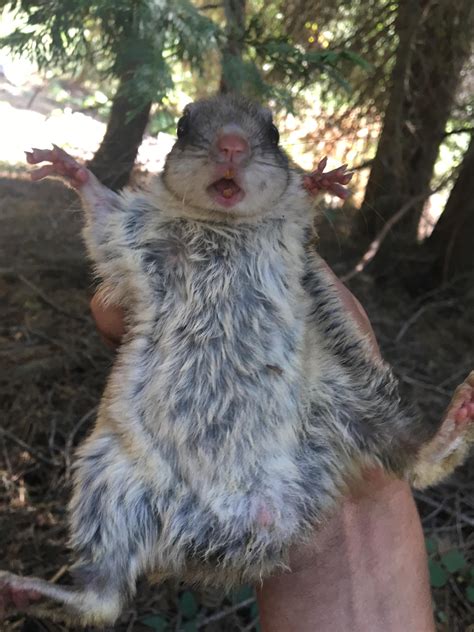 Flying Squirrel From My Job This Summer Rsquirrels