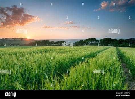 Sunrise Over Barley Field Hi Res Stock Photography And Images Alamy