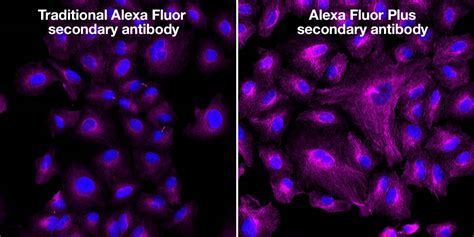 Alexa Fluor Plus Thermo Fisher Scientific Cn