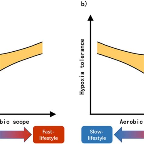 Possible Relationships Between Aerobic Scope And Swimming Performance