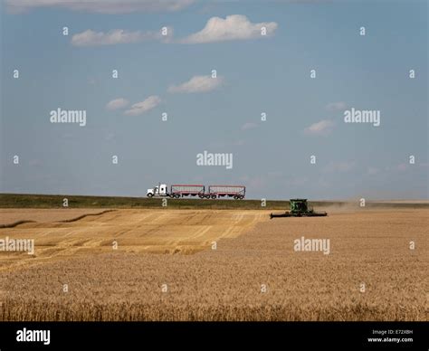 A Farmer In A Combine Harvester Harvests A Field Of Wheat Near Seven