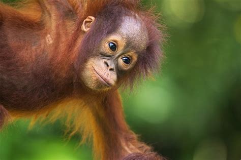 Semenggoh Orang Utan Centre And Crocodile Farm Harga Promo Terbaru 2023