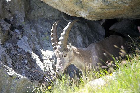 Ibex Mont Blanc TreksMont Blanc Treks