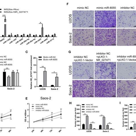 Lncrna Nr Regulates The Function Of Osteosarcoma Cells By