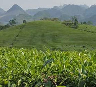 Trial Tea Yield Increases With Polysulphate Icl Anz