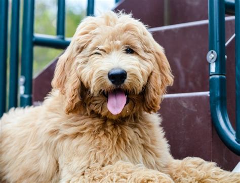 How To Groom A Goldendoodle Timberidge Goldendoodles