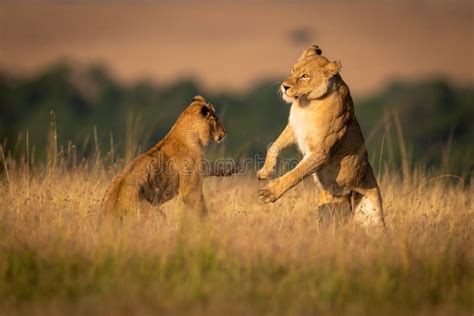 Duas Leoas Jogam A Luta Na Grama Longa Imagem De Stock Imagem De