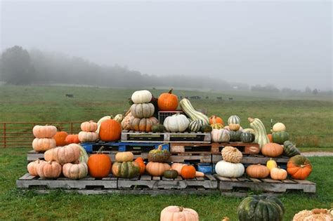 Una Gran Pila De Calabazas Se Encuentra En Una Granja Foto Premium