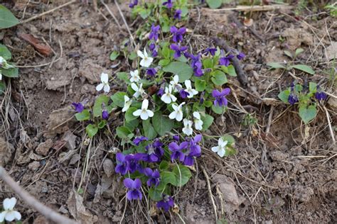 Violka Vonná Viola Odorata