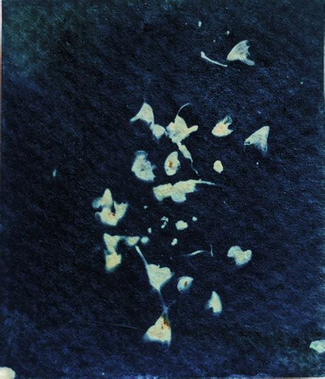 Cyanotype Prints Experiments Behance