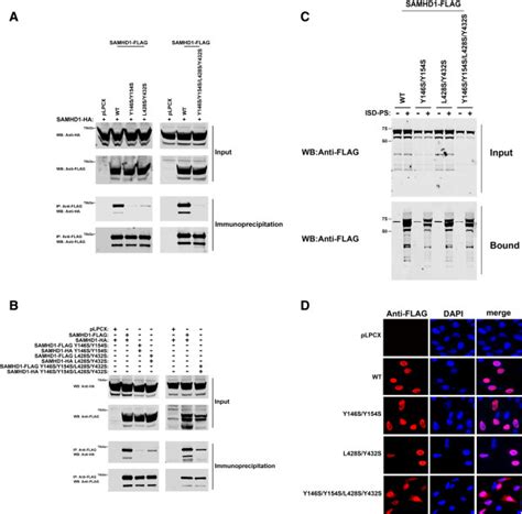 Oligomerization Rna Binding And Intracellular Distribution Of Samhd